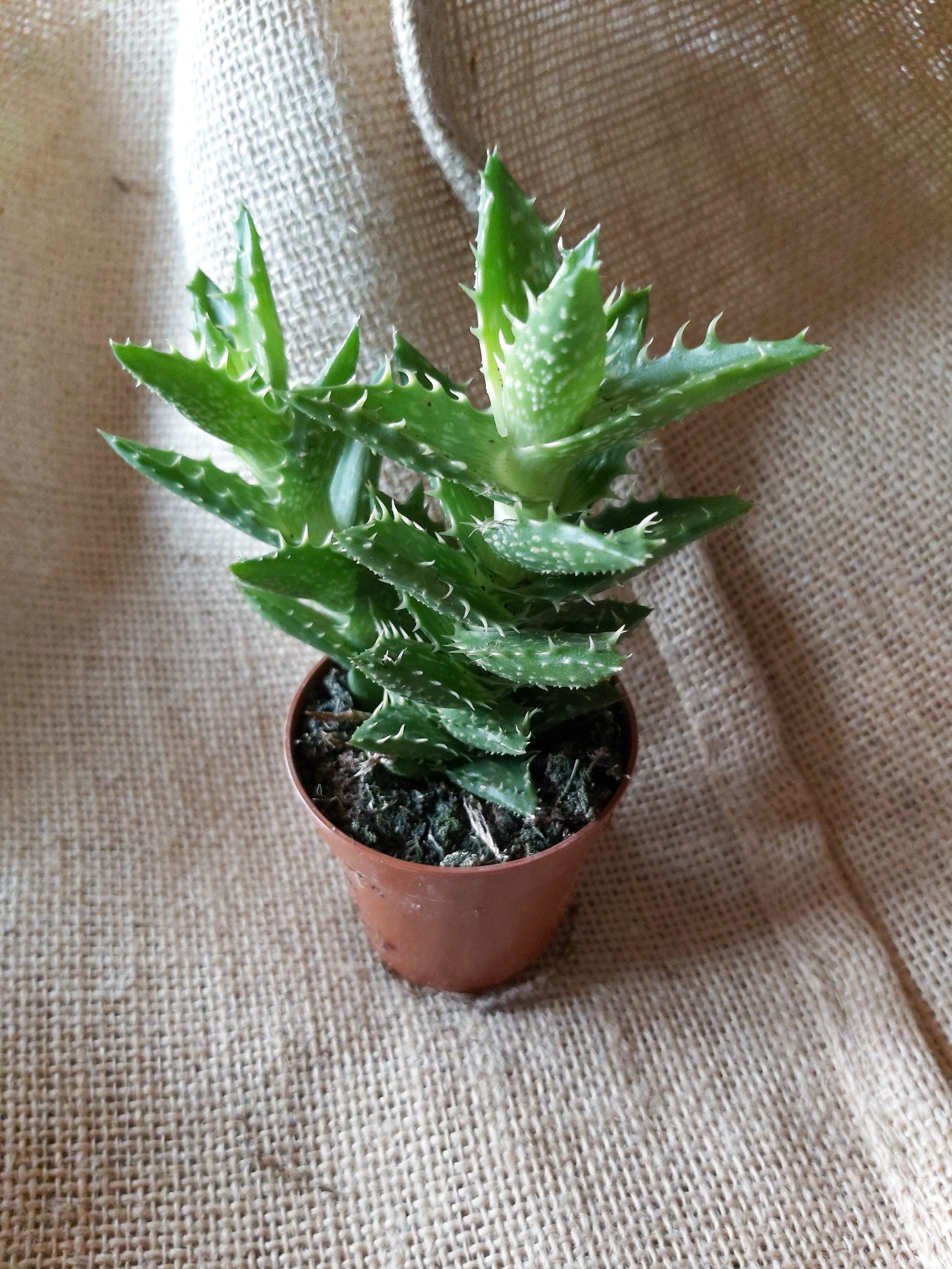 Aloe Jucunda - Mini Aloe, Micro Plantes, Succulente, Déco Maison