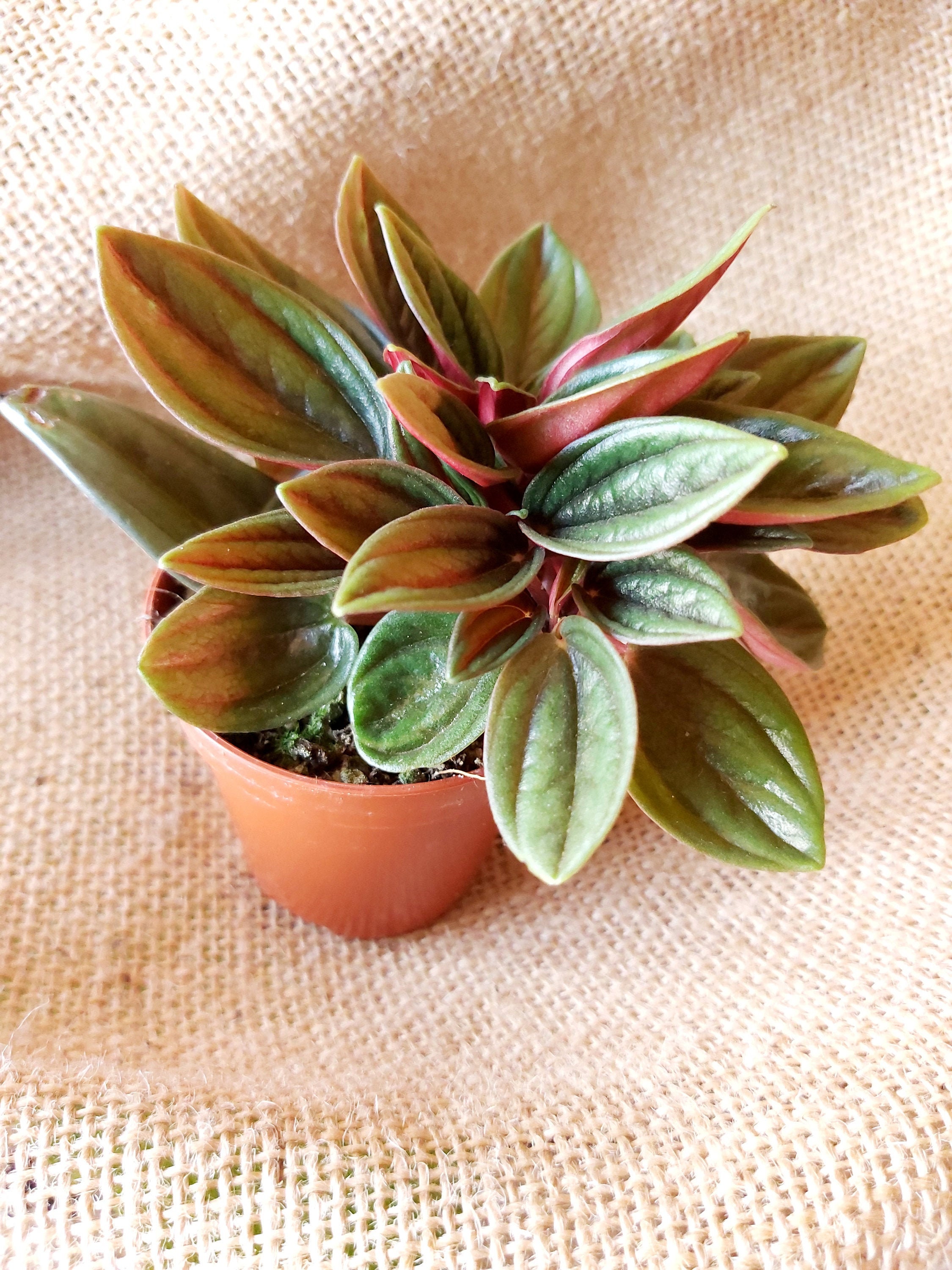 Mini Peperomia Capperata Rosso