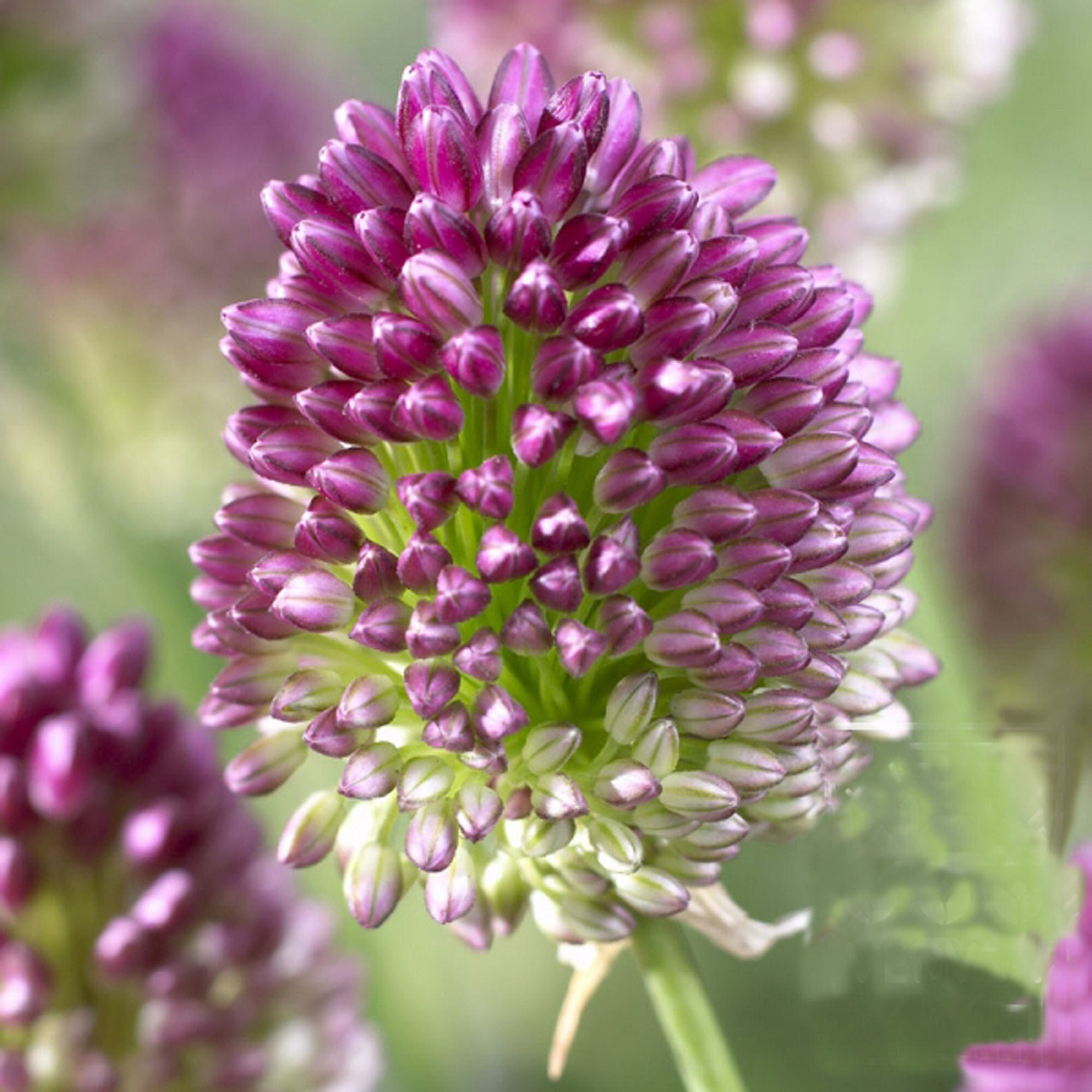 6 Bulbes Allium Sphaerocephalon - Ail Ornemental, Bulbe de Jardin, Bulbes 6/8, Fleurs Coupées