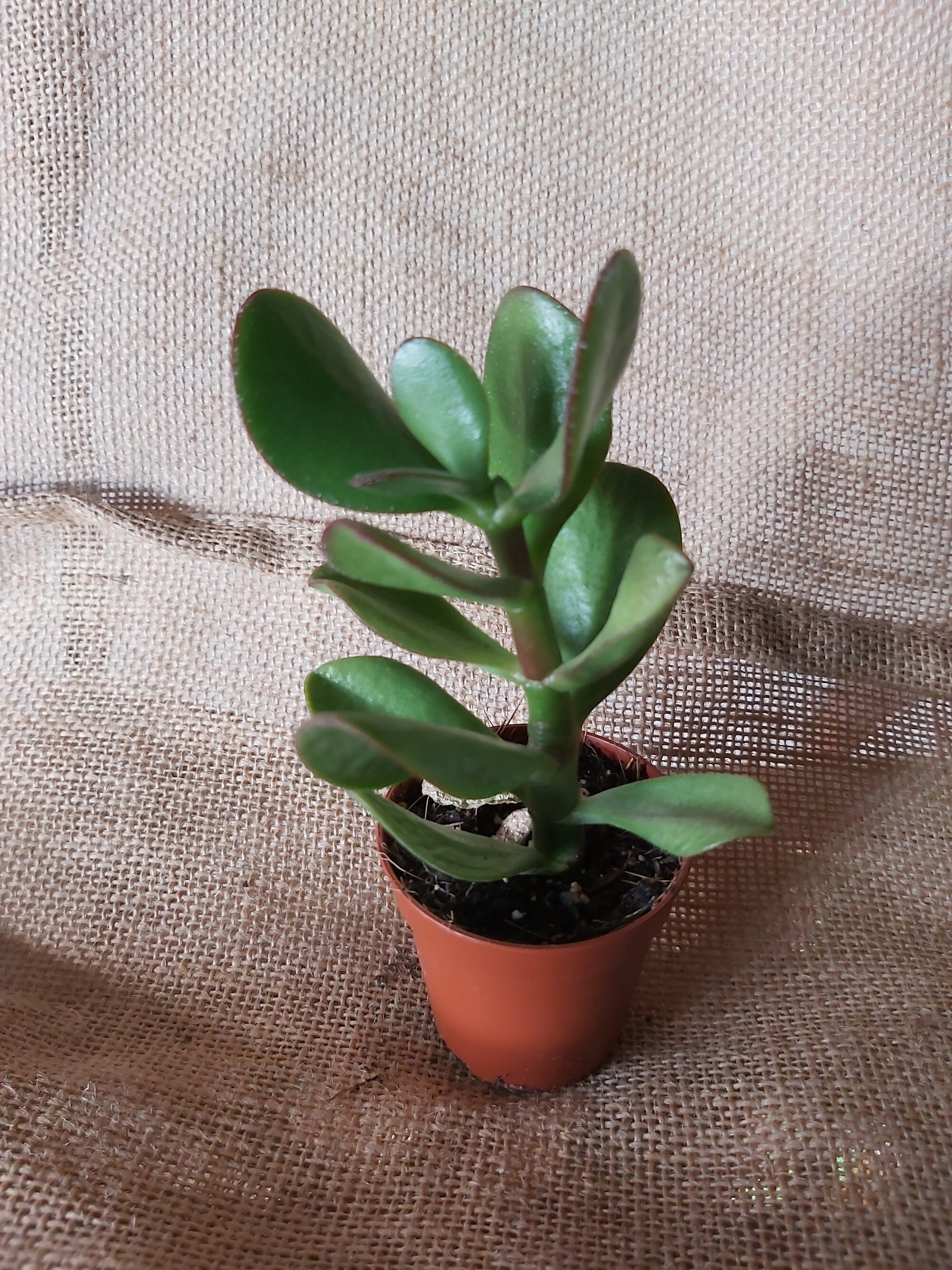 Crassula Ovata - Microplantes, Succulentes Micro, Déco Maison