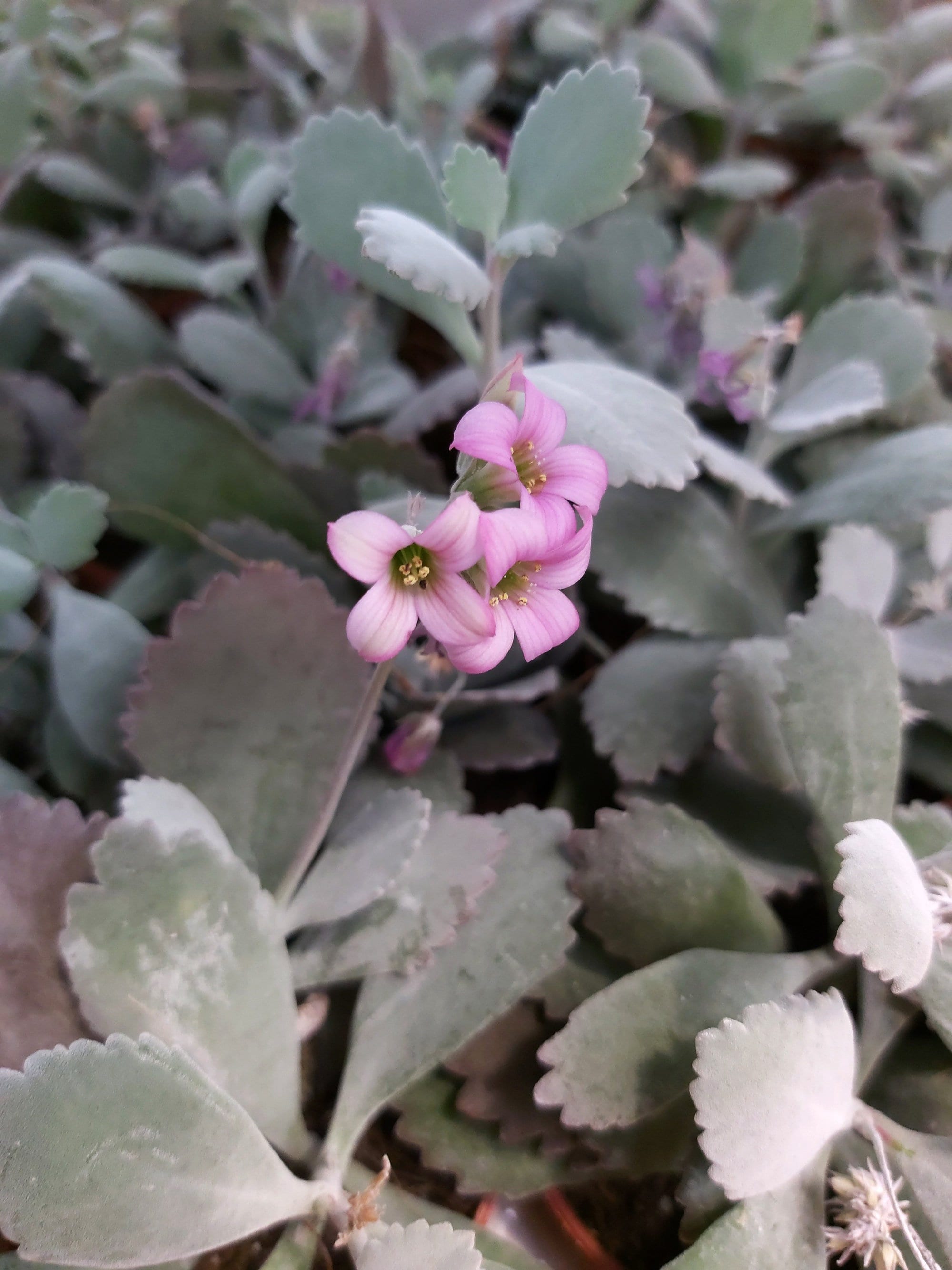 Mini Kalanchoe Pumila - Micro Plantes, Mini Succulentes, Déco Maison