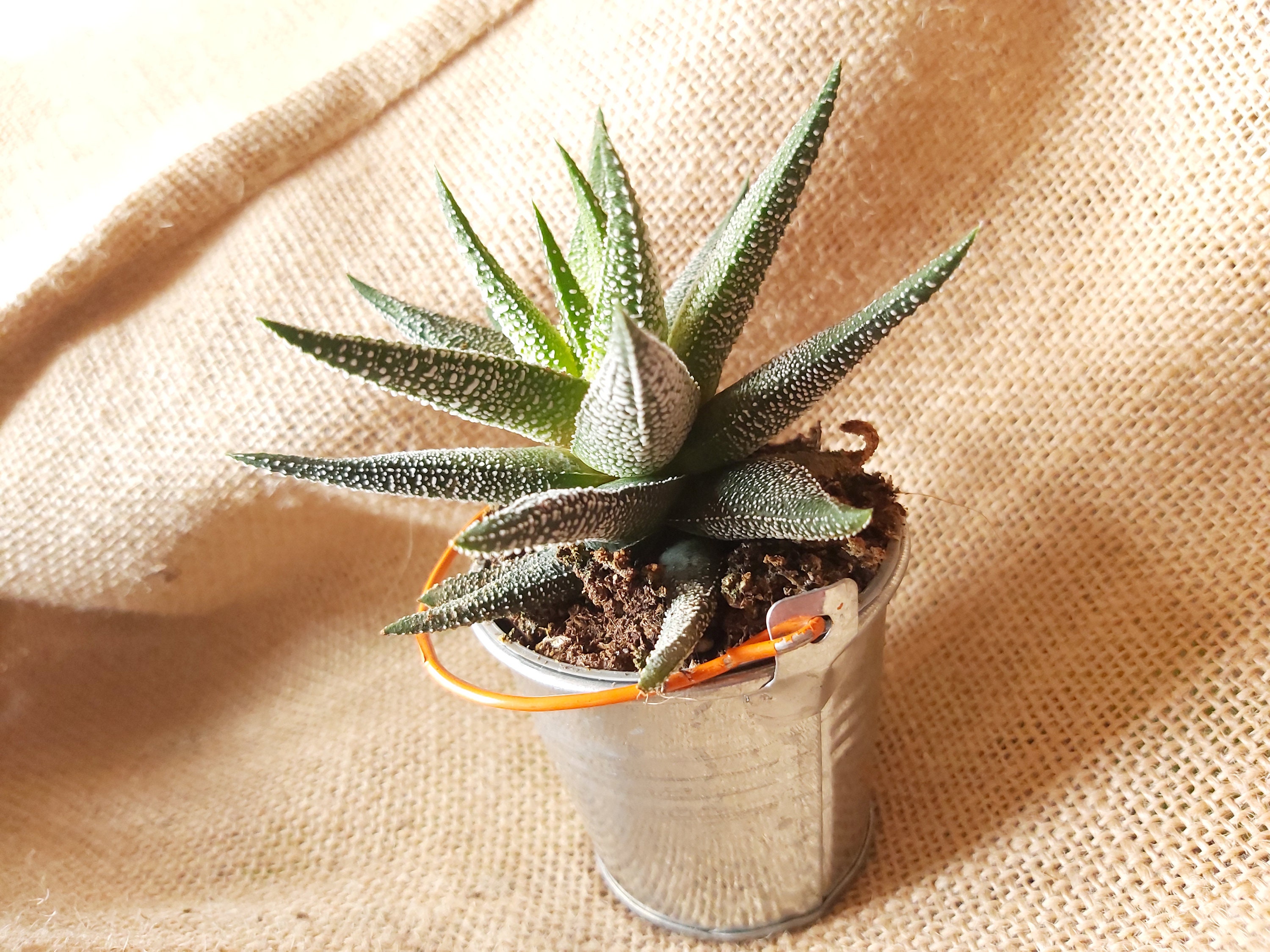 Haworthia Fasciata avec Son Pot Métal - Mini Haworthia, Micro Succulente, Mini Plante, Déco de Maiso