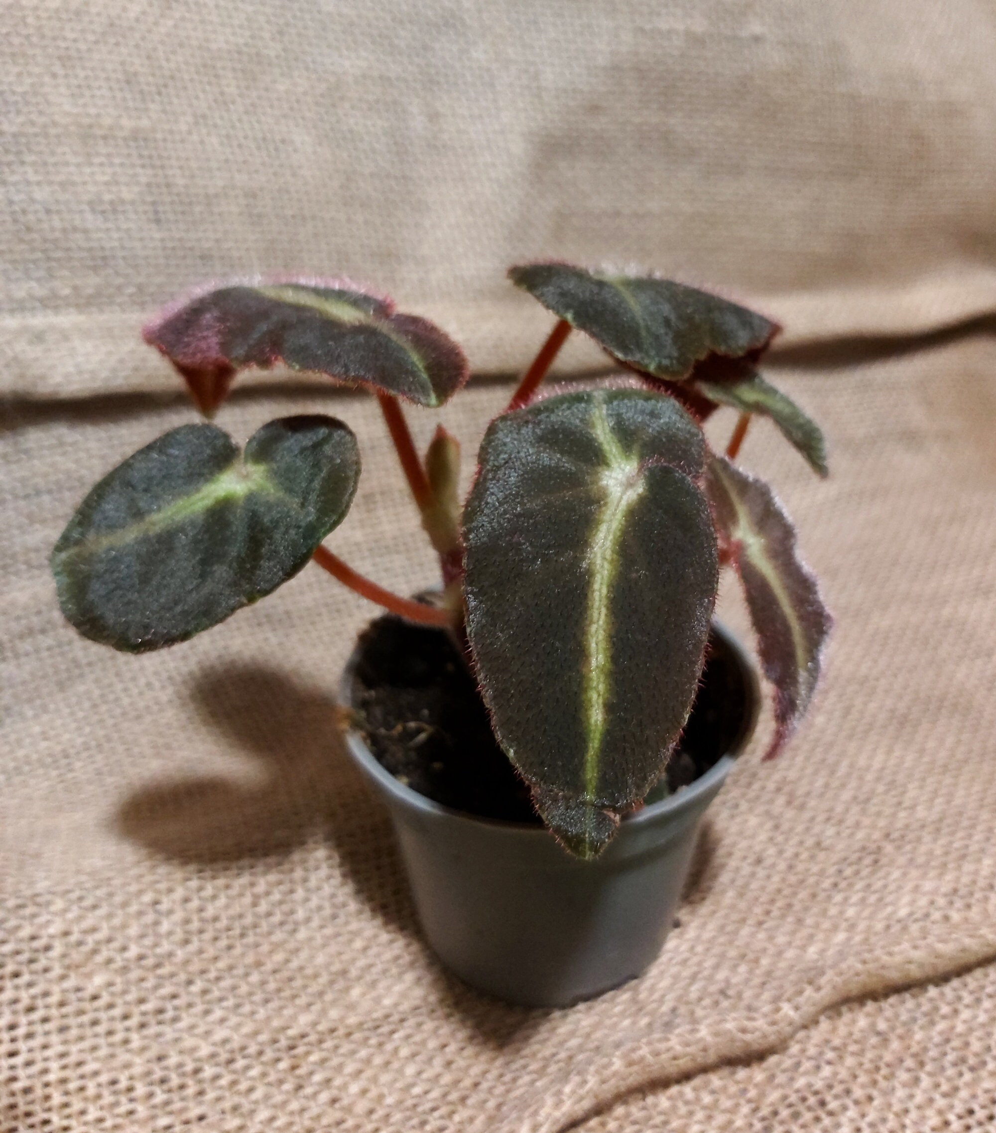 Mini Begonia Listada - Joli Feuillage, Micro Plantes, Plantes Ombre, Collection Terrarium, Déco et M