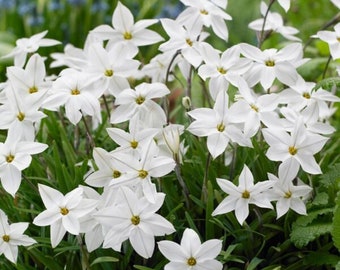 5 bulbi: Ipheion uniflorum 'Alberto Castillo', Stella di Primavera - bulbo ornamentale, bulbo da giardino, bulbi 4/5