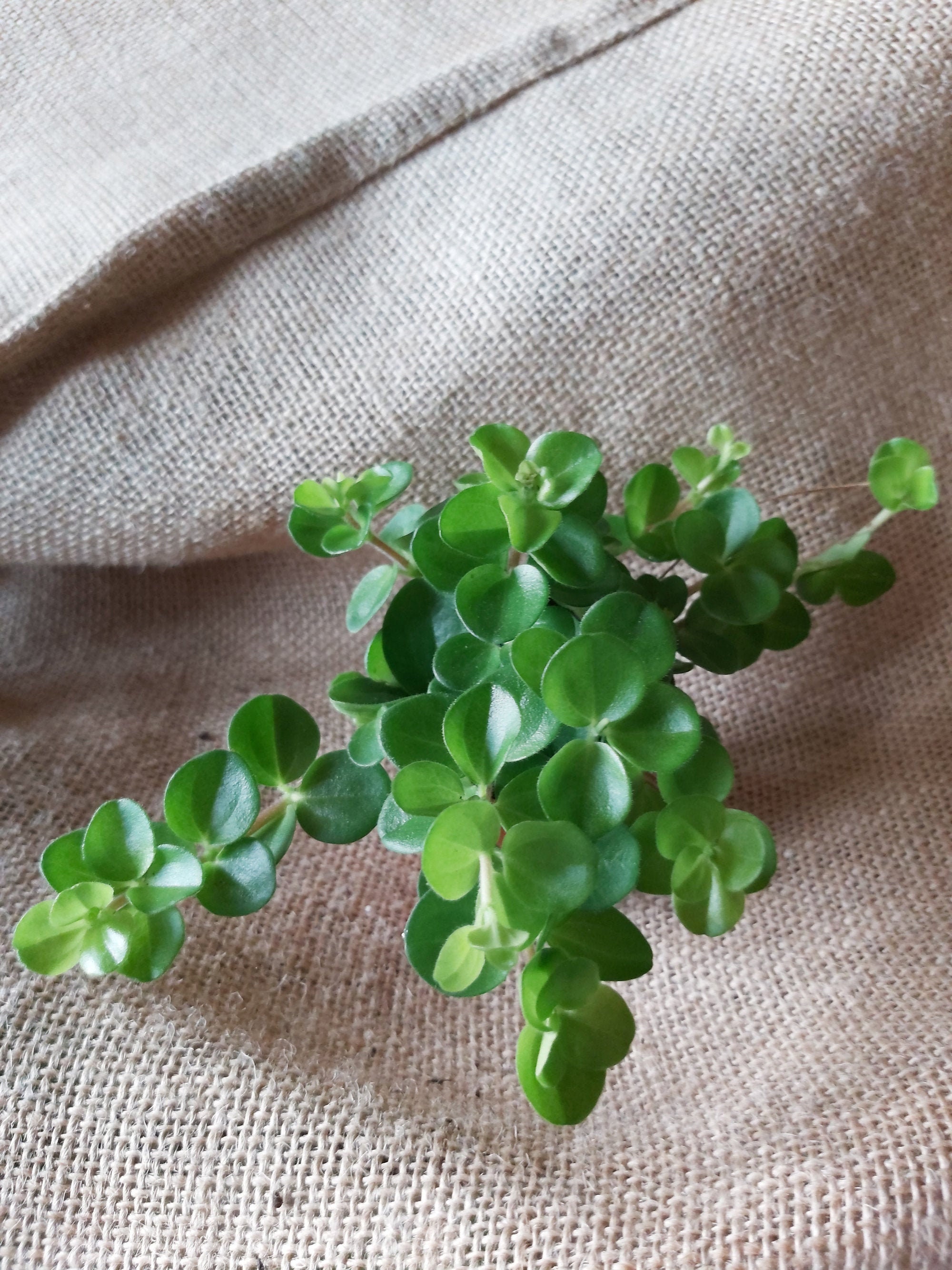 Peperomia Trifolia - Mini Plantes, Décor Maison, Terrarium