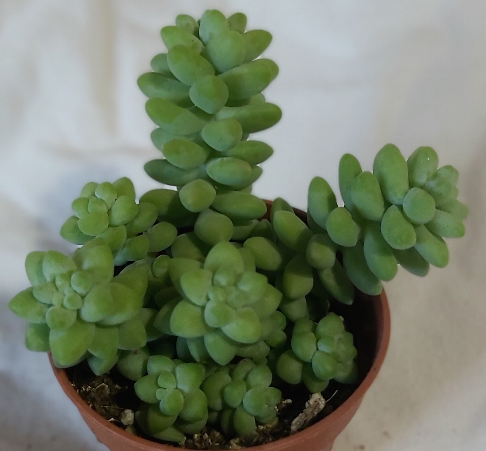 Sedum Burrito - Microplantes, Succulentes Micro, Déco Maison