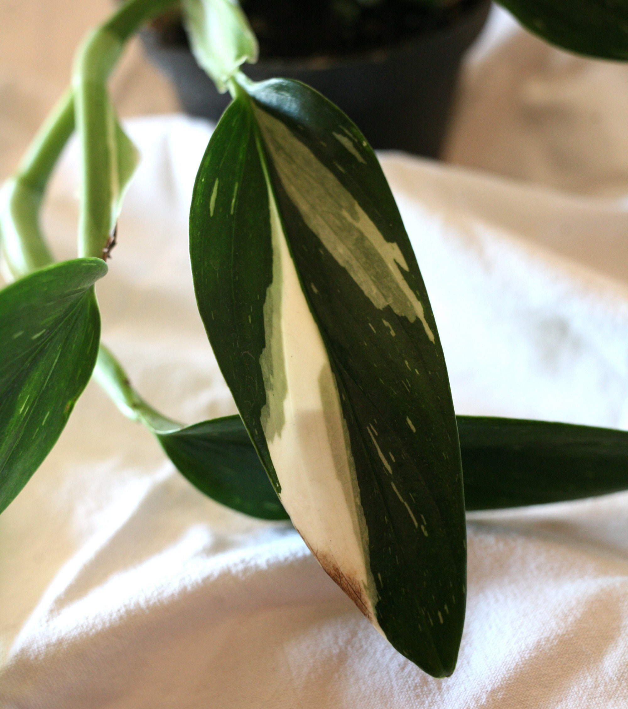 Rare Plant de Philodendron Cobra' - Belle Plante Aux Feuilles Tachetées Blanc Rare