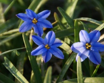 5 bulbos: Ipheion uniflorum 'Jessie', Spring Star, bulbo ornamental, bulbo de jardín, bulbos. Entrega en preventa en octubre de 2026.
