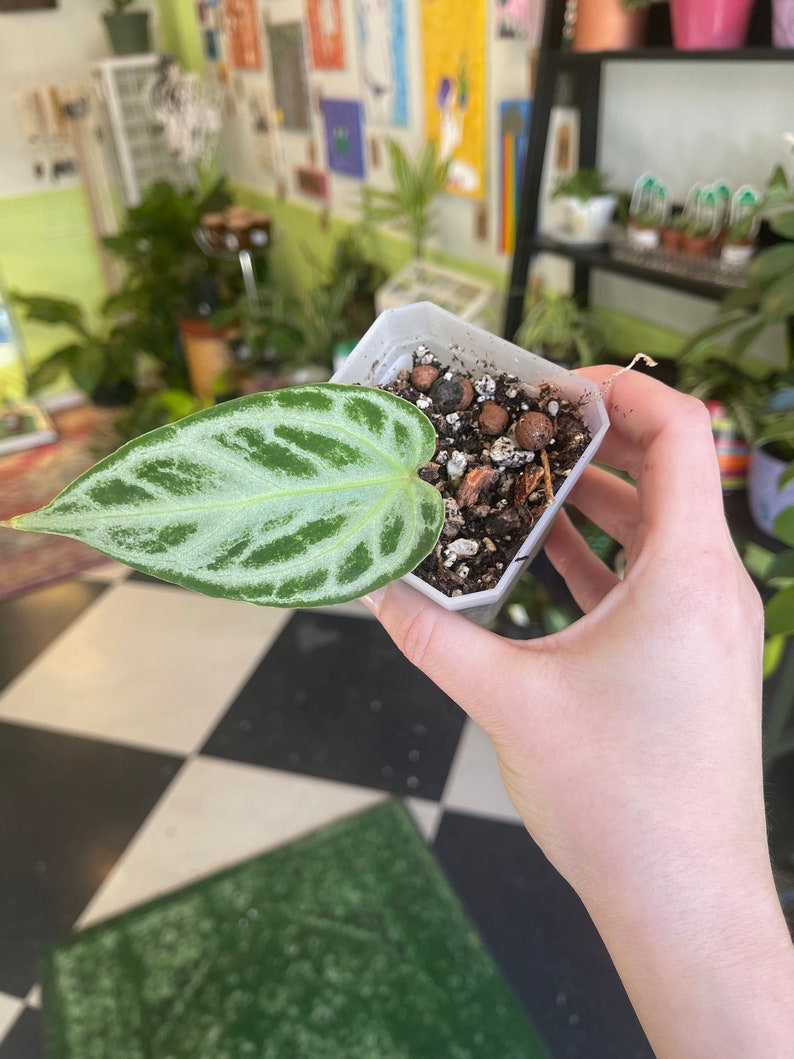 great quality sale online Anthurium Silver Blush for store