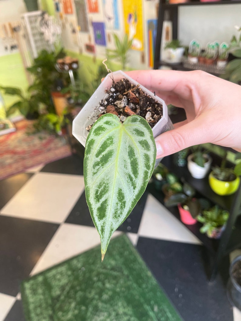 great quality sale online Anthurium Silver Blush for store