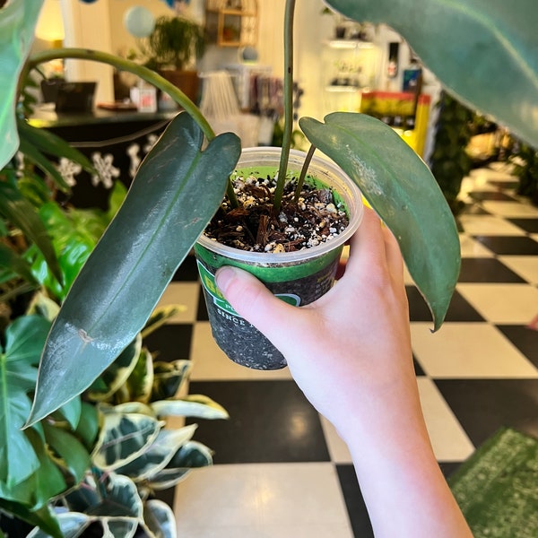 Philodendron Atabapoense 4"