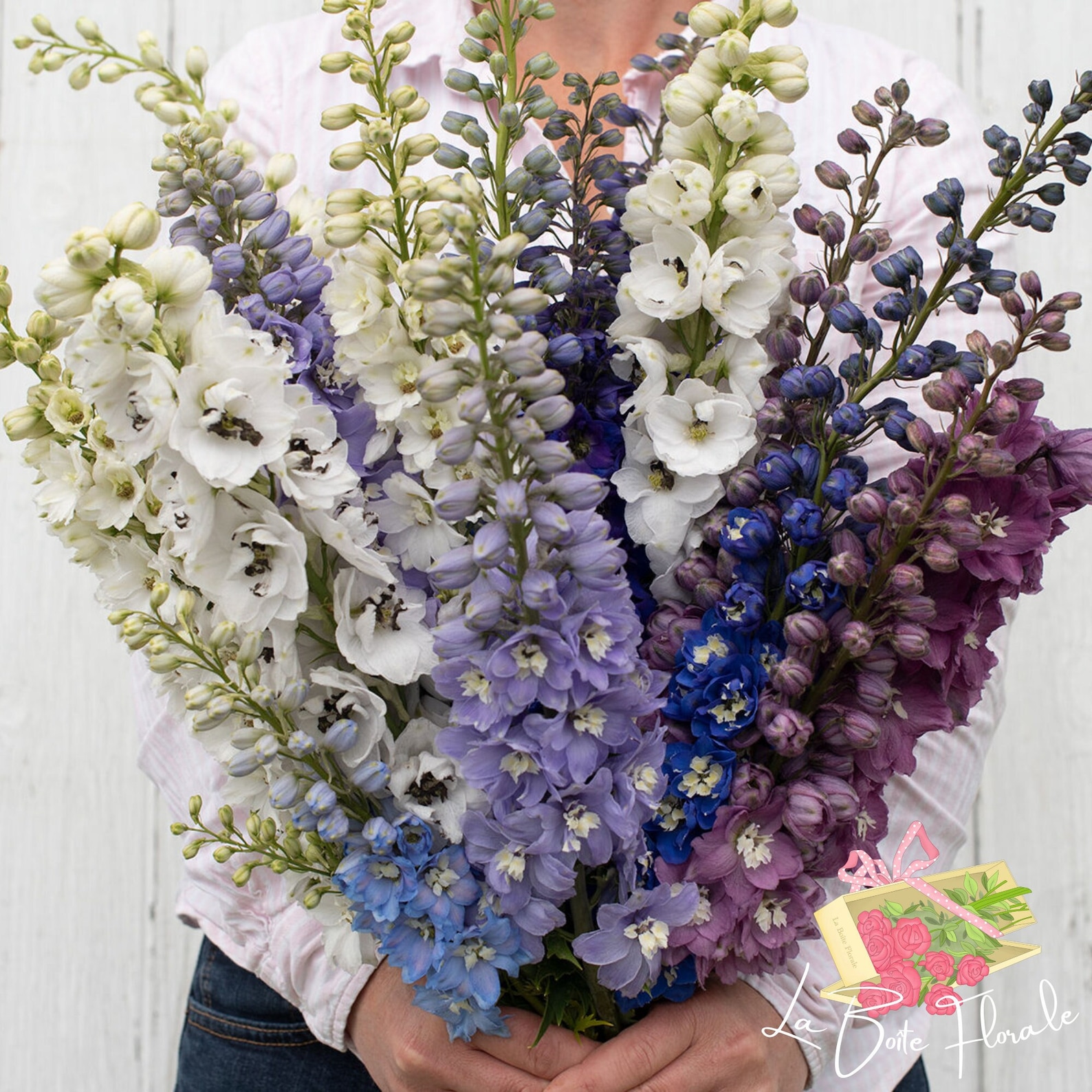 Дельфиниум цветок букет. Цветы дельфиниум букет. Дельфиниум цветок букет. Дельфиниум цветок. Цветы дельфиниум букет.