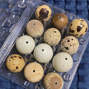 12 Blown Quail Eggs (2 holes)