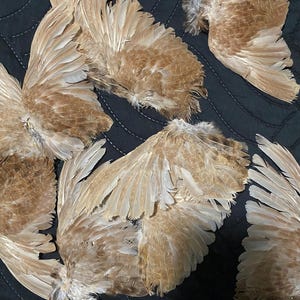 Quail Wings (Mismatched) - Brown - Salt Preserved