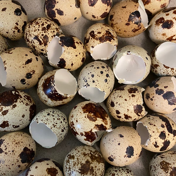 Quail Egg Shells for Crafts (cut top)