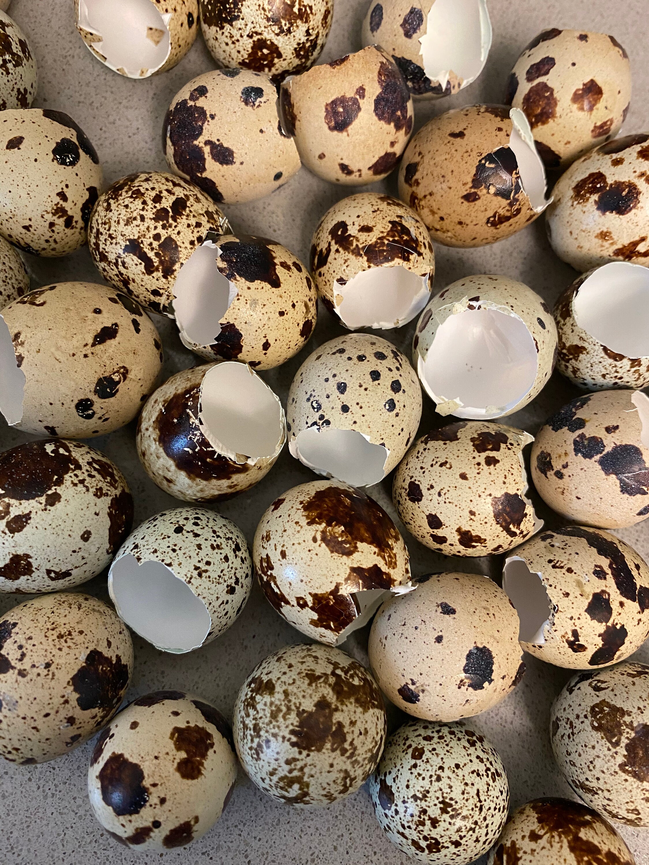Quail Egg Shells for Crafts cut Top Etsy