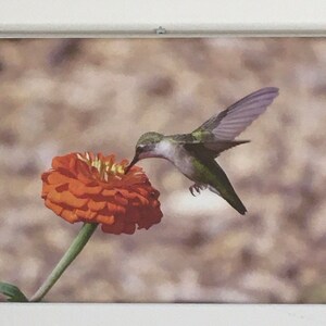Hummingbird Orange Zinnia photograph on canvas