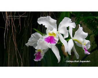 Cattleya  Blush Suspended