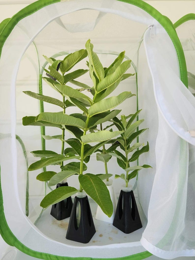 Puede incluir: Cuatro plantas de algodoncillo en maceta dentro de un h&aacute;bitat de mariposas de malla blanca. Las plantas est&aacute;n en contenedores negros y blancos.