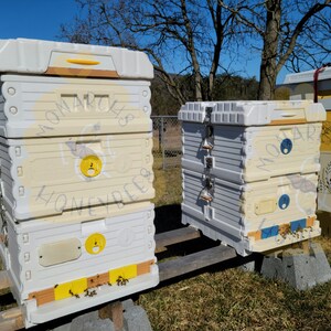 May include: Two white beehives with yellow and blue accents. The beehives are stacked on top of each other and have the words "Monarch Honeybees" written on them.
