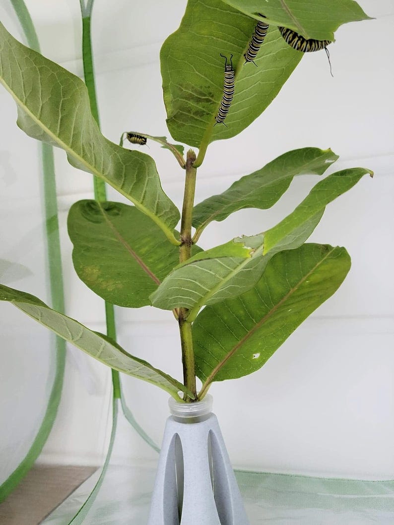 Puede incluir: Una planta de algodoncillo verde con varias orugas monarca que se arrastran por las hojas. La planta est&aacute; en un jarr&oacute;n gris.