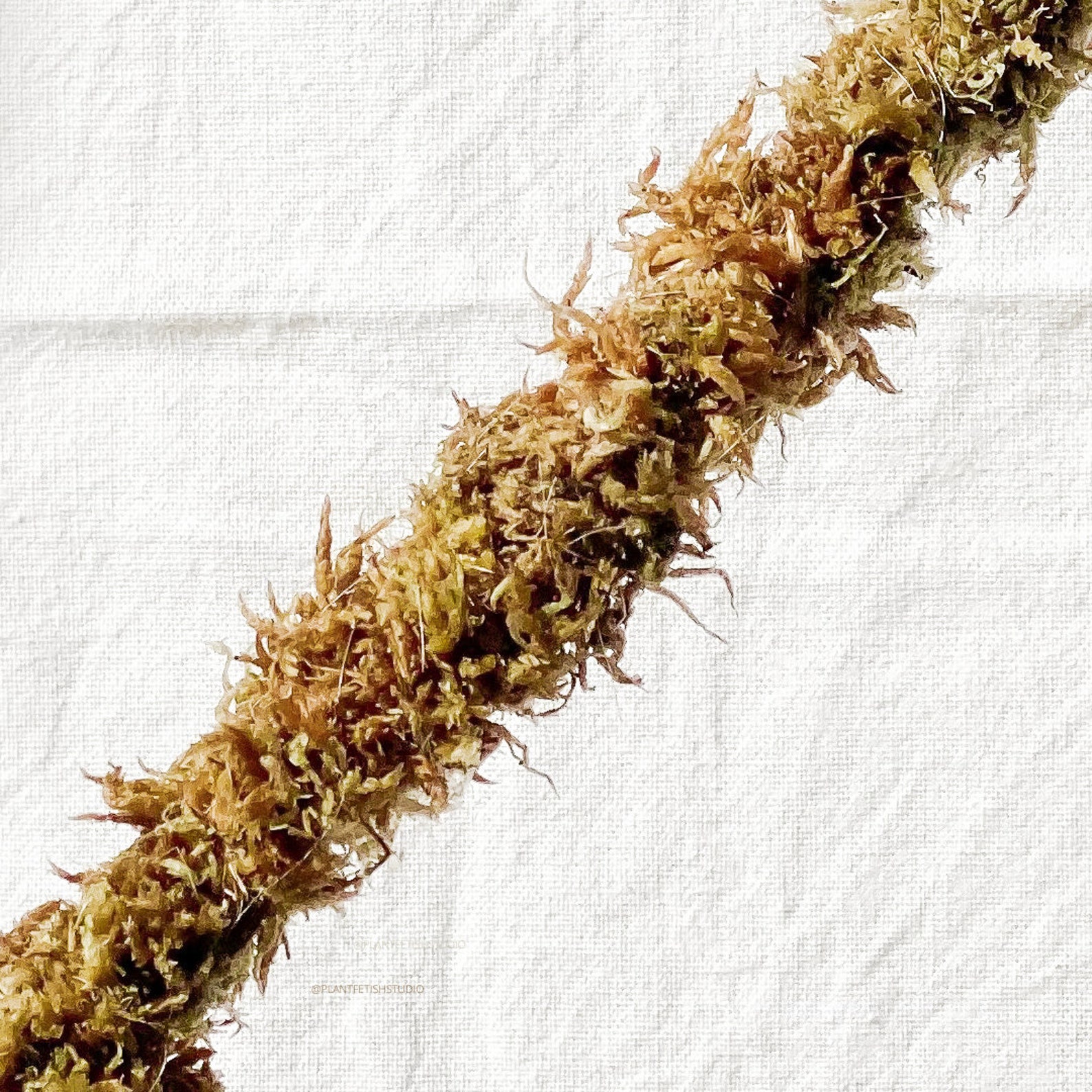 Premium Grade Sphagnum Moss Pole Etsy