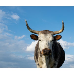 Bellas Artes Fotografía Vaca Retrato Granja Granja Campo Granja Animal Arte de pared