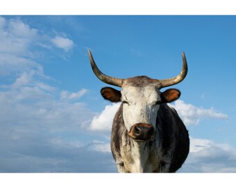 Fine Art Photography Cow Portrait Farmhouse Country Farm Animal Wall Art