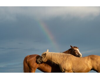 Fine Art Photography Two Horses under a Rainbow Farmhouse Country Farm Animal Wall Art