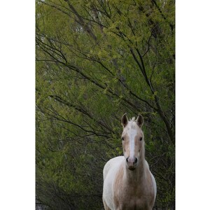 Bellas Artes Fotografía Caballo Retrato Granja Granja Campo Granja Animal Arte de pared