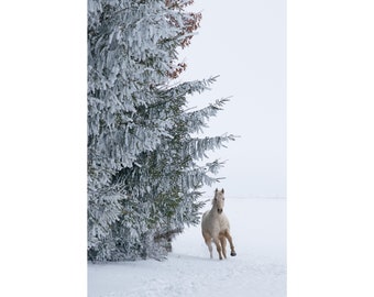 Bellas Artes Fotografía Caballo Corriendo a través de la nieve por los árboles Granja enmarcada Granja Granja Animal Arte de pared