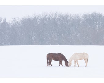 Bellas Artes Fotografía Caballos en la nieve Paisaje de invierno Enmarcado Granja Granja Animal Arte de pared