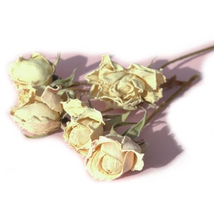Könnte beinhalten: Ein Strauß getrockneter weißer Rosen mit grünen Stielen auf rosa Hintergrund.