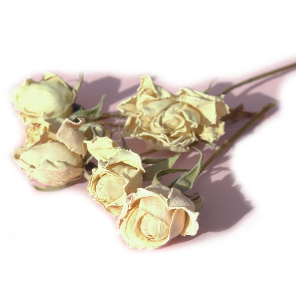 Organic Ivory Roses on Stems  - Ivory Dried Roses for DIY Arts Crafts Resin Jewellery Tea Cooking Gin Tonic Cake Decor - LIMITED QUANTITY