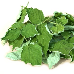 May include: A pile of green leaves with a slightly silvery hue. The leaves are arranged in a loose, natural cluster.