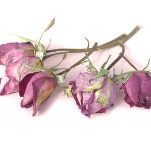 Organic Dried Pink Roses on Stems | DIY Arts Crafts Resin Jewellery Tea Cooking Gin Tonic Cake Wedding Decor - LIMITED QUANTITY