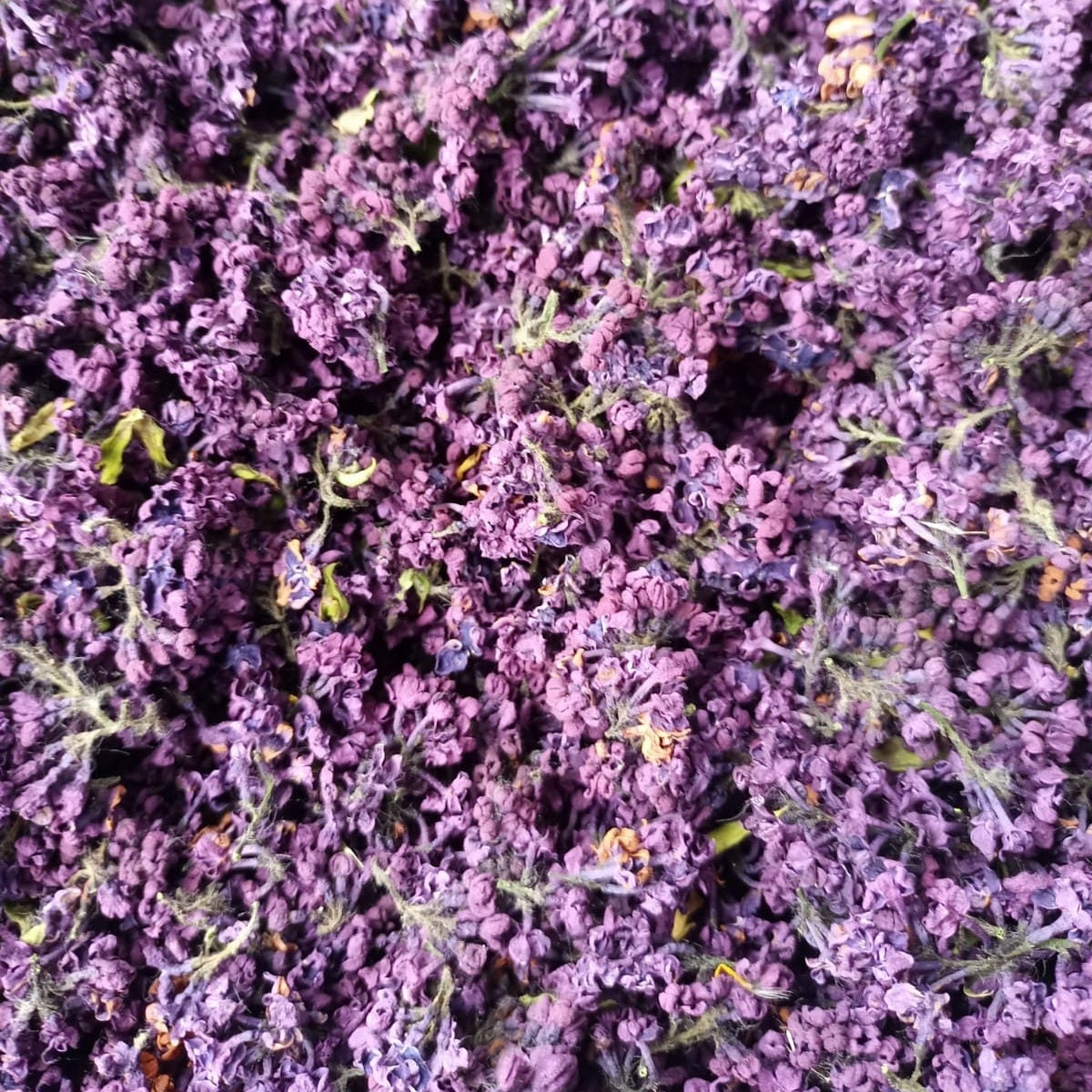 Organic Dried Lilac Flowers - Syringa vulgaris - Hand Picked - LIMITED QUANTITY