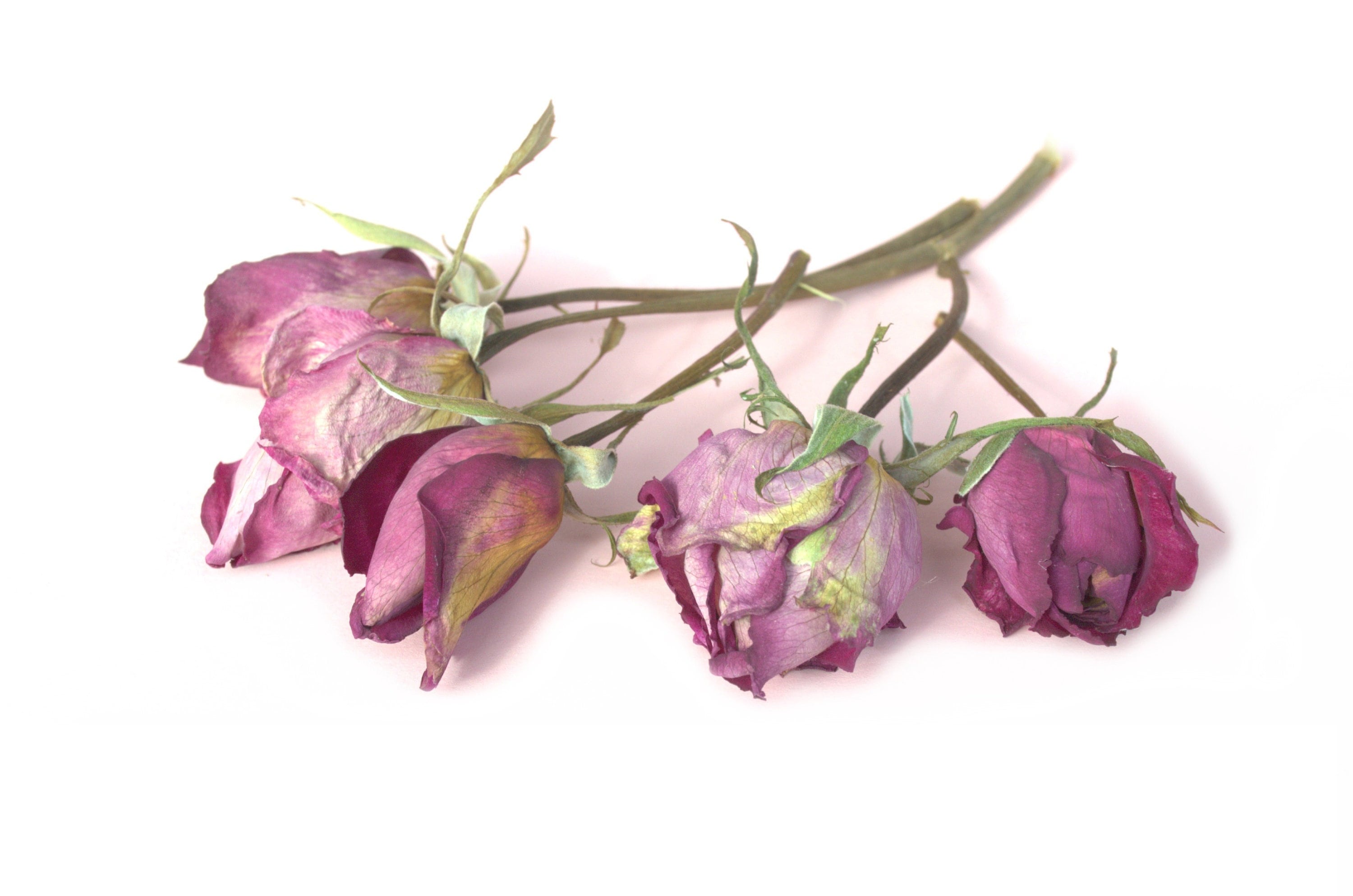 Organic Light Pink Roses on Stems Pink Dried Roses for DIY Arts Crafts  Resin Jewellery Cooking Gin Tonic Cake Decor LIMITED QUANTITY -  Norway