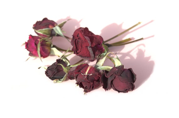Dried roses with stems -  Singapore