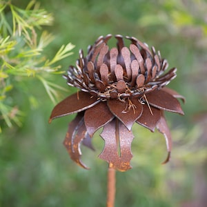 Rusty Waratah Flower