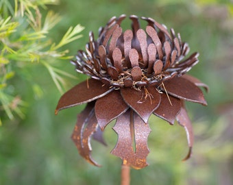 Rusty Waratah Flower