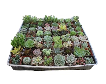 Colección a granel de plantas suculentas de Echeveria de roseta surtidas de 2 pulgadas, mini plantas suculentas vivas, bajo mantenimiento