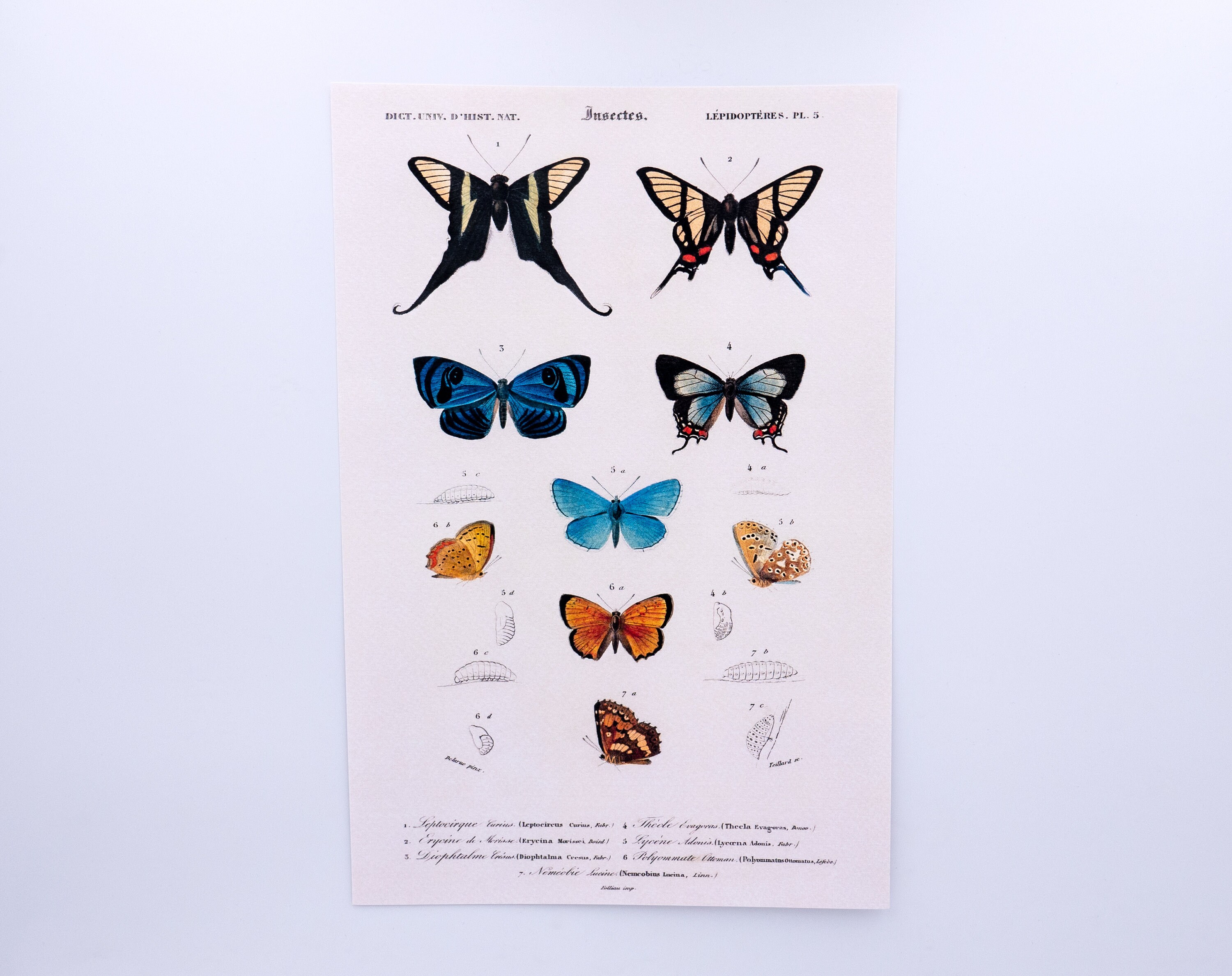 Dictionnaire Universel d'histoire Naturelle - Butterflies