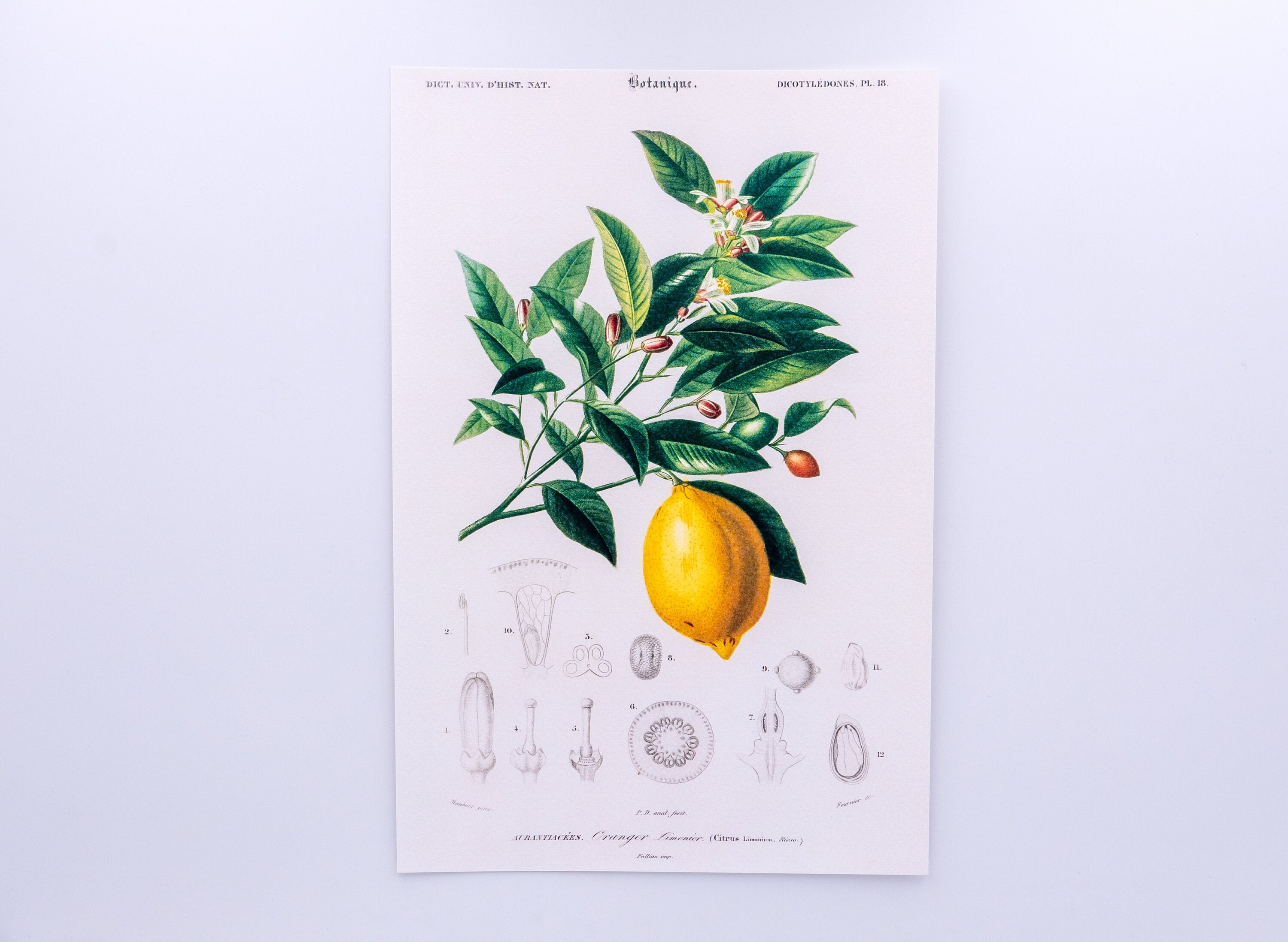 Dictionnaire Universel d'histoire Naturelle - Lemon | Citrus Limonium