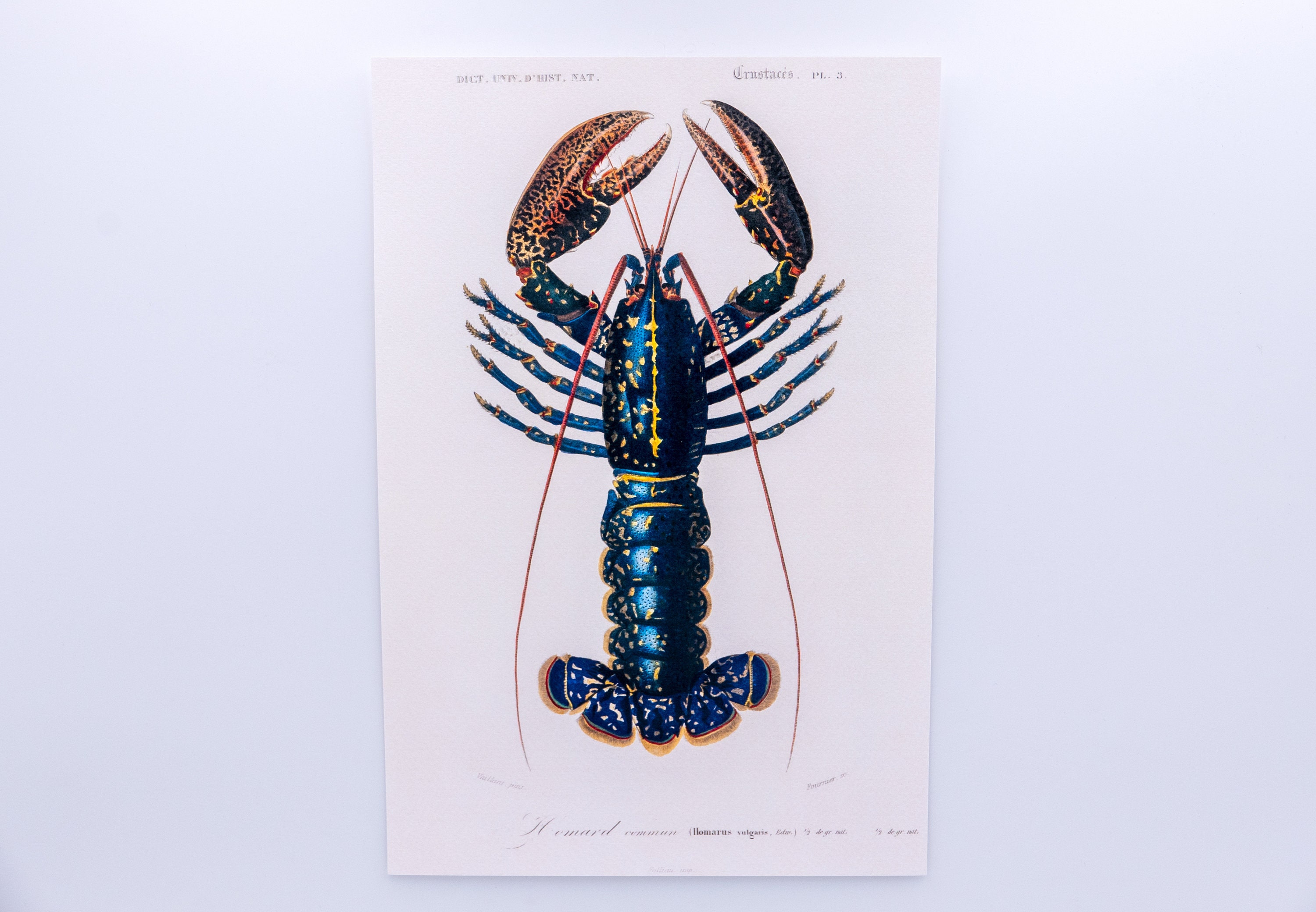 Dictionnaire Universel d'histoire Naturelle - Homard