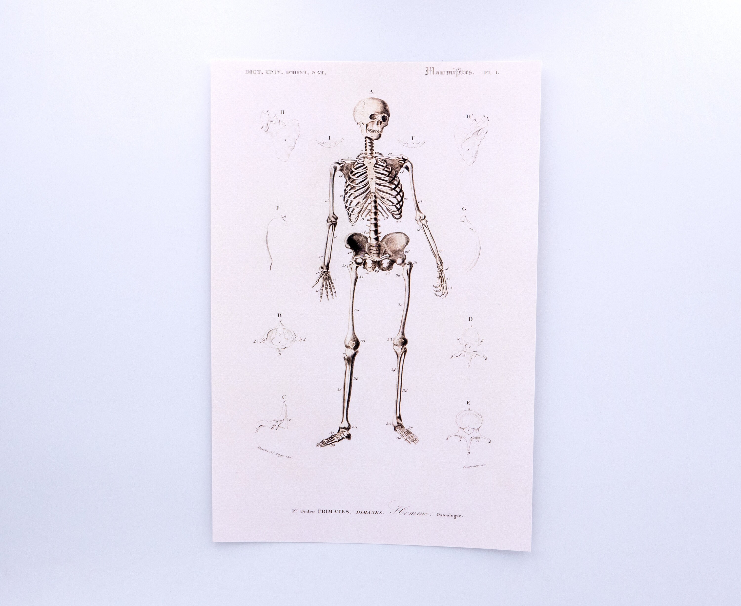 Dictionnaire Universel d'histoire Naturelle - Skeletons