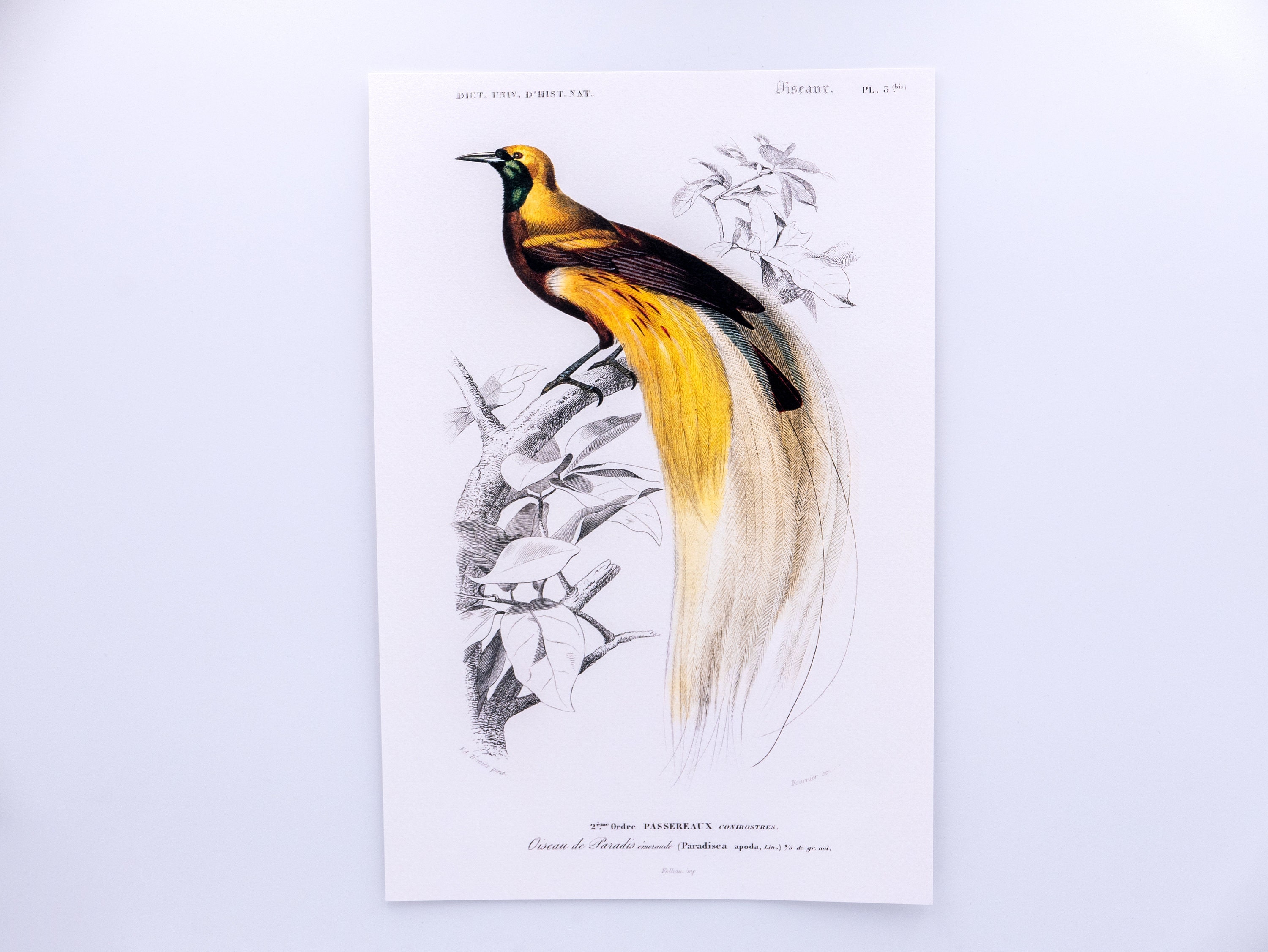 Dictionnaire Universel d'histoire Naturelle - Oiseau de Paradis