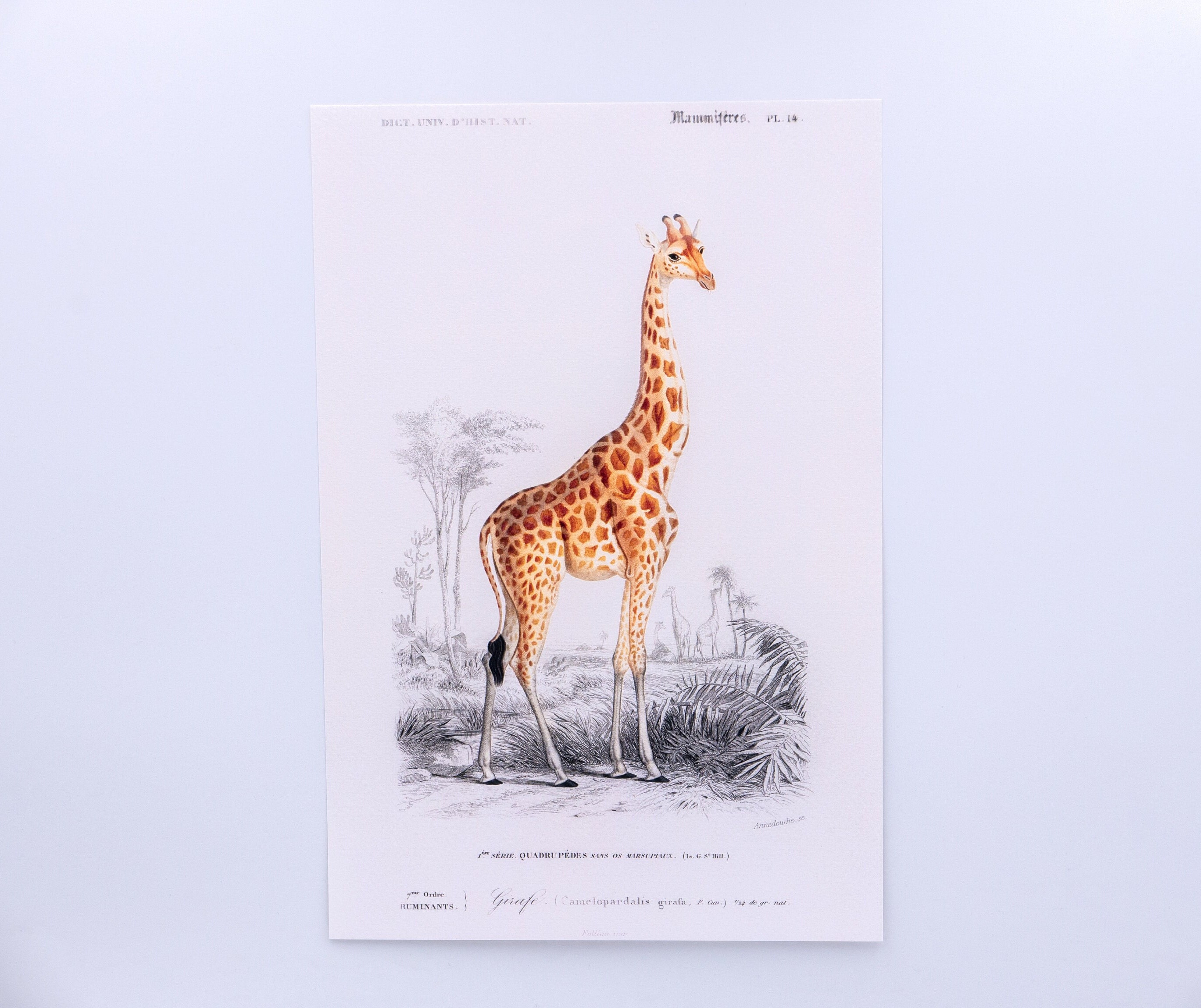 Dictionnaire Universel d'histoire Naturelle - Giraffe | Giraffa Camelopardalis