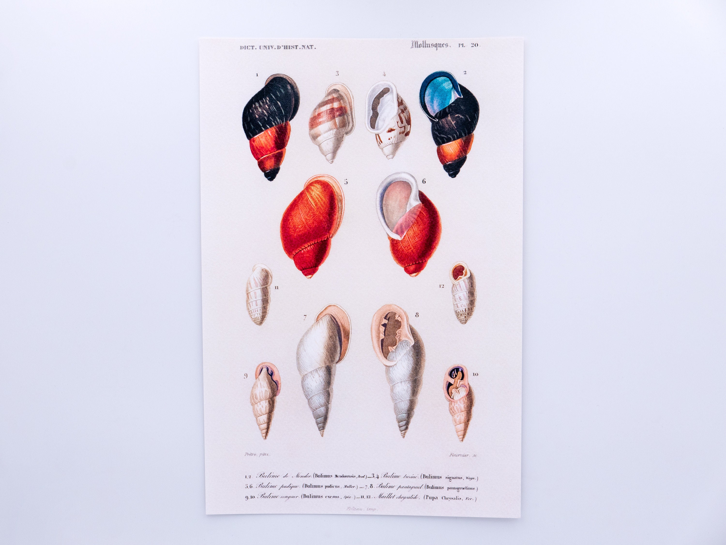 Dictionnaire Universel d'histoire Naturelle - Mollusques