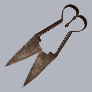 Könnte beinhalten: Ein Paar antike, rostige Metallschere mit langen, spitzen Klingen. Die Griffe bilden Schlaufen, die durch ein kleines Metallstück verbunden sind. Die Klingen sind geöffnet, was darauf hindeutet, dass sie einsatzbereit sind. Die Schere wird wahrscheinlich zum Schneiden von Wolle oder anderen Fasern verwendet.